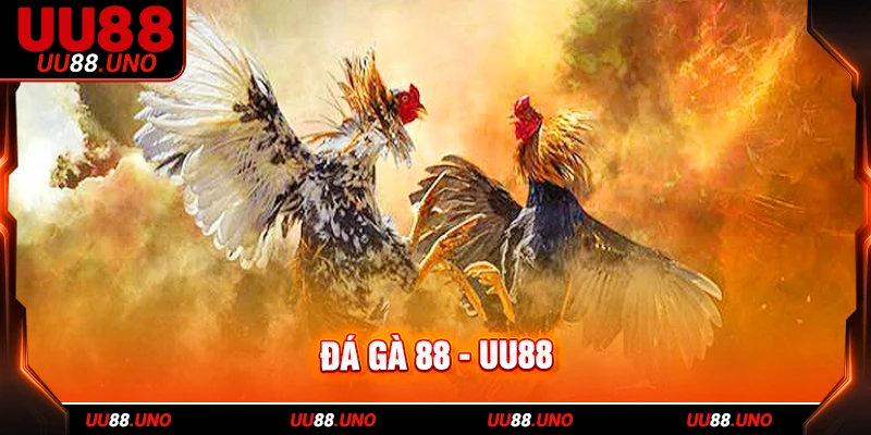 Nhiều kèo đá gà được DAGA88 update liên tục
