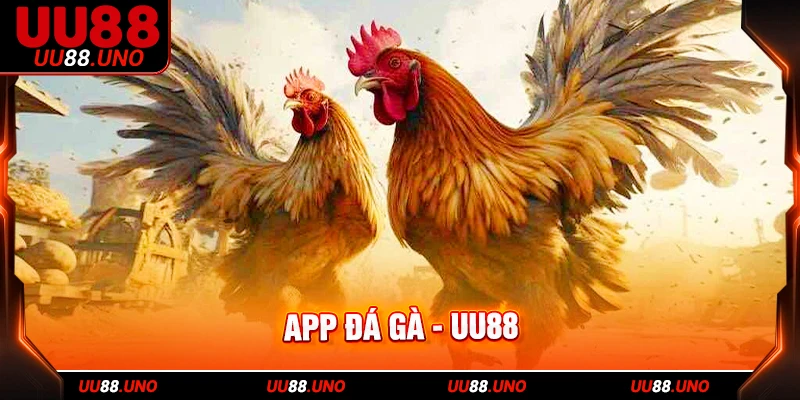 Tìm hiểu về app đá gà