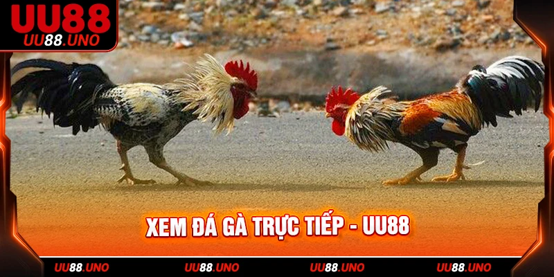 Trải nghiệm các loại kèo đá gà dễ kiếm tiền