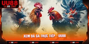 xem đá gà trực tiếp