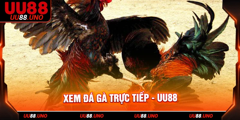 Xem đá gà trực tiếp tiện lợi và an toàn